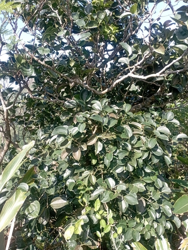 Celtis philippensis, photograph 6