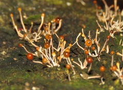 Calostilbe striispora