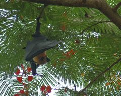 Pteropus seychellensis comorensis