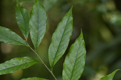 Castanopsis faberi (Castanopsis faberi)