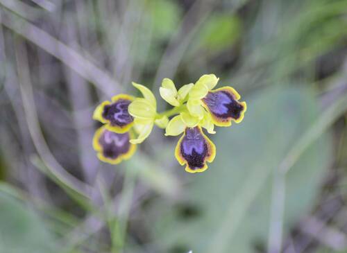 Image of Ophrys murbeckii by (c) Mourad Harzallah, some rights reserved (CC BY)