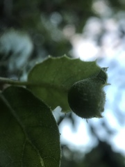 Callirhytis perfoveata