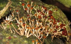 Calostilbe striispora