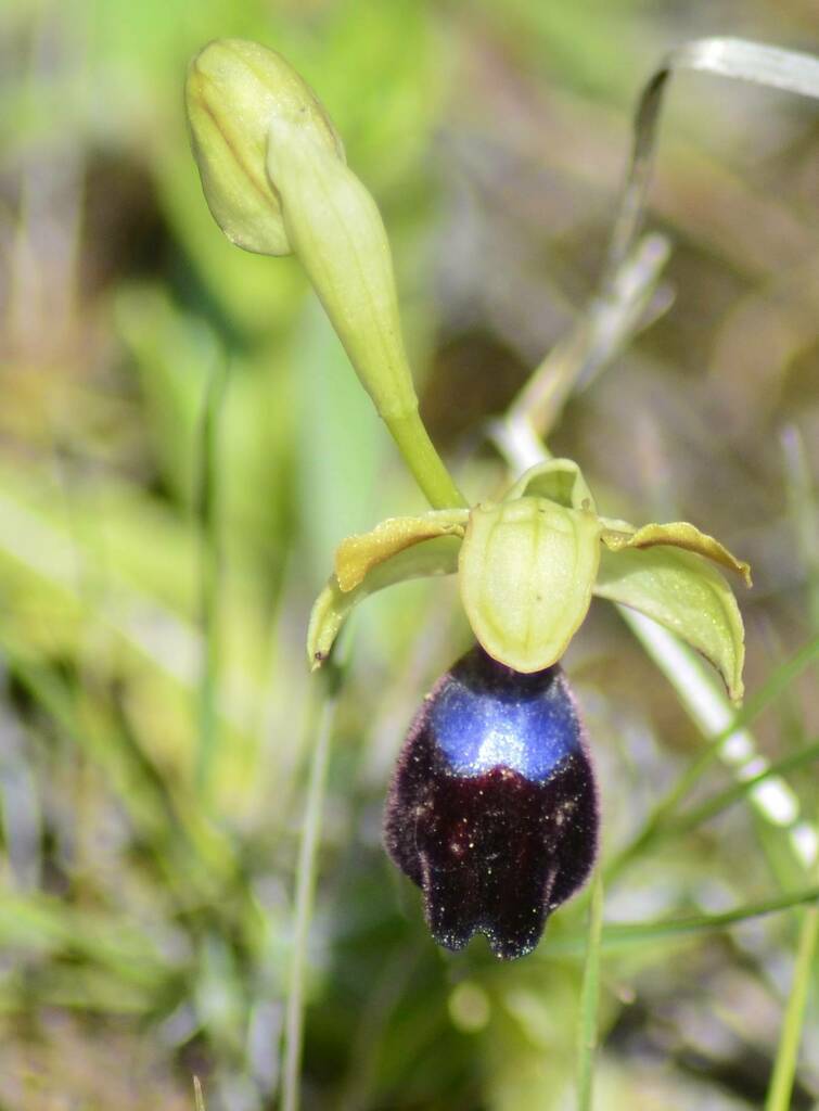 Ophrys atlantica