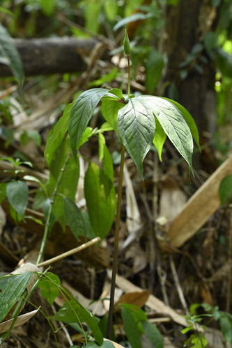 Image of Paris polyphylla by (c) 曾昱承 Yu-Cheng Zeng, some rights reserved (CC BY)
