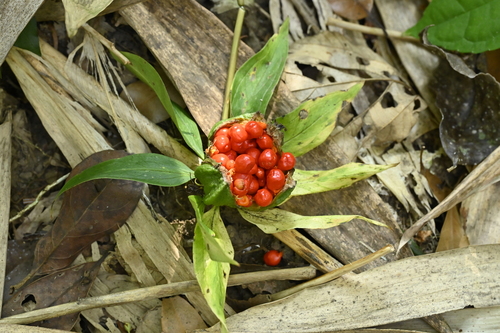 Image of Paris polyphylla by (c) 曾昱承 Yu-Cheng Zeng, some rights reserved (CC BY)
