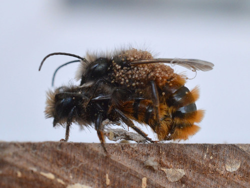 European Orchard Bee photo 5