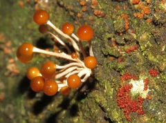 Calostilbe striispora