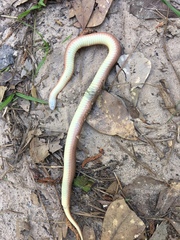 Virginia valeriae elegans