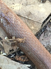 Virginia valeriae elegans