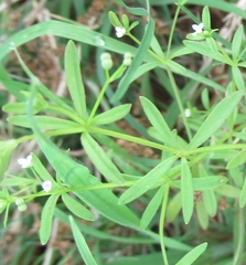 Galium tinctorium