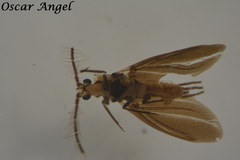 Margarodidae