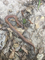 Virginia valeriae elegans