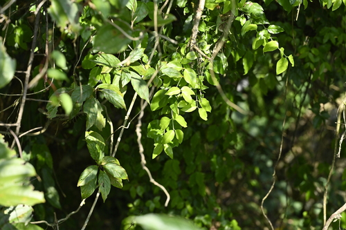 Euonymus trichocarpus iNat (1)