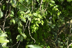 Euonymus echinatus