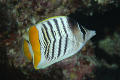 Merten's Butterflyfish photo 2