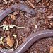 Mexican Caecilian - Photo (c) Emanuel Morán, some rights reserved (CC BY-NC), uploaded by Emanuel Morán