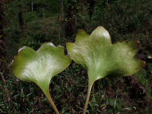 Image of Cheiroglossa palmata by (c) Nolan Exe, some rights reserved (CC BY)