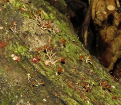 Calostilbe striispora