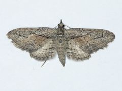 Eupithecia placidata