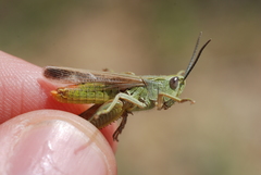 Chorthippus apicalis