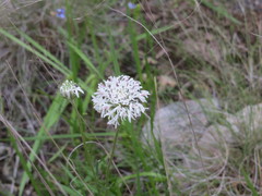 Marshallia caespitosa
