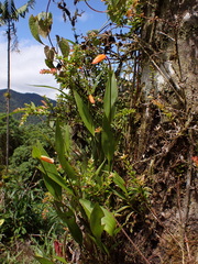 (c) Nolan Exe, some rights reserved (CC BY) Sobralia crocea, photograph (c) Nolan Exe, some rights reserved (CC BY)