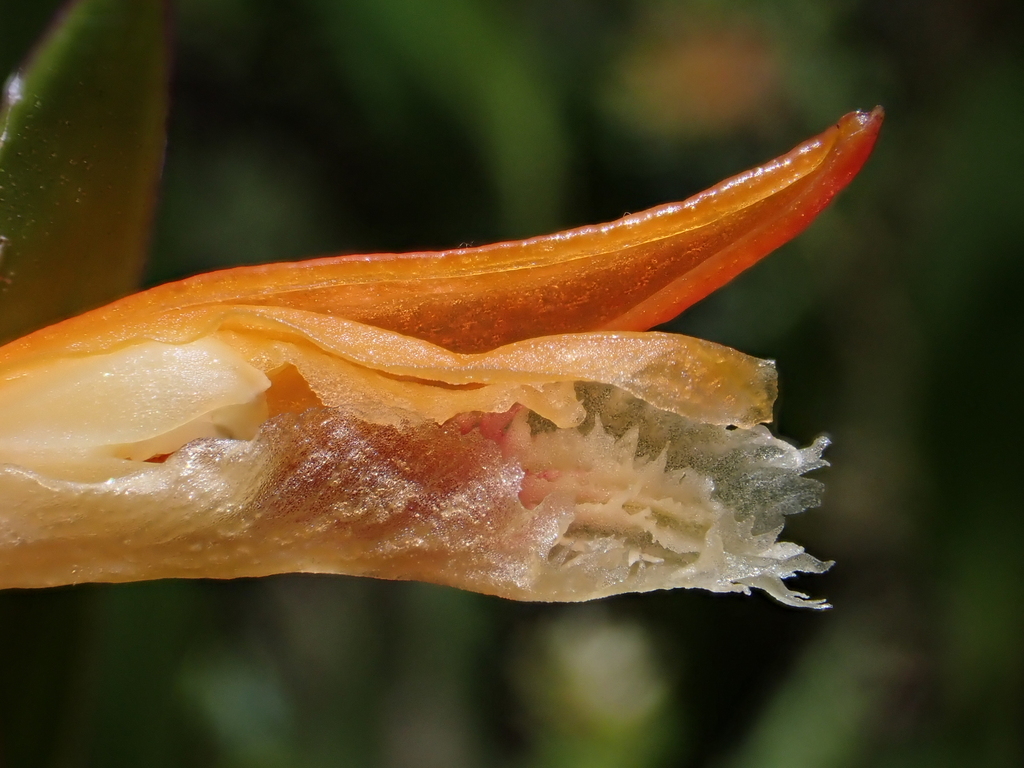Sobralia crocea; photograph (c) Nolan Exe, some rights reserved (CC BY)