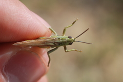 Chorthippus apicalis