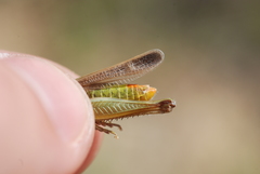 Chorthippus apicalis