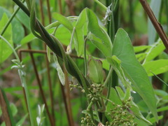 Ipomoea sagittata