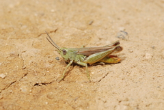 Chorthippus apicalis