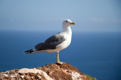 Larus michahellis atlantis