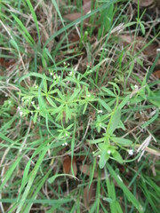 Galium tinctorium