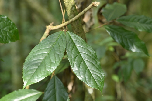 Prunus zippeliana, photograph 5