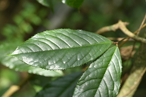 Prunus zippeliana
