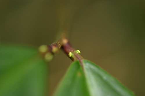Prunus zippeliana, photograph 4