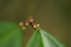 Prunus zippeliana, photograph 曾昱承 Yu-Cheng Zeng, CC BY, iNaturalist via GBIF