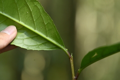 Prunus zippeliana, photograph 曾昱承 Yu-Cheng Zeng, CC BY, iNaturalist via GBIF