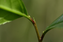 Prunus zippeliana, photograph 曾昱承 Yu-Cheng Zeng, CC BY, iNaturalist via GBIF