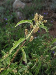 Lippia javanica