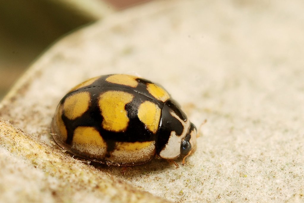 Oenopia lyncea