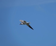 Leucophaeus atricilla megalopterus