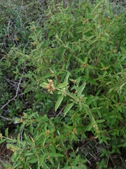 Lippia javanica