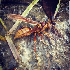Polistes carnifex carnifex