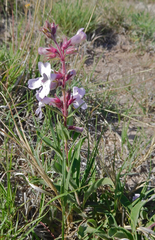 Penstemon albidus