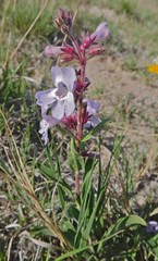 Penstemon albidus