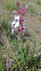 Penstemon albidus