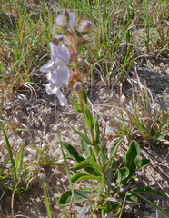 Penstemon albidus