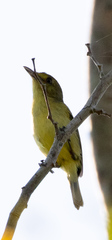 Vireo pallens